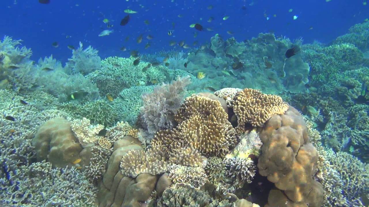 Bunaken